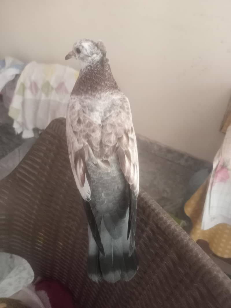 Patha hai 0