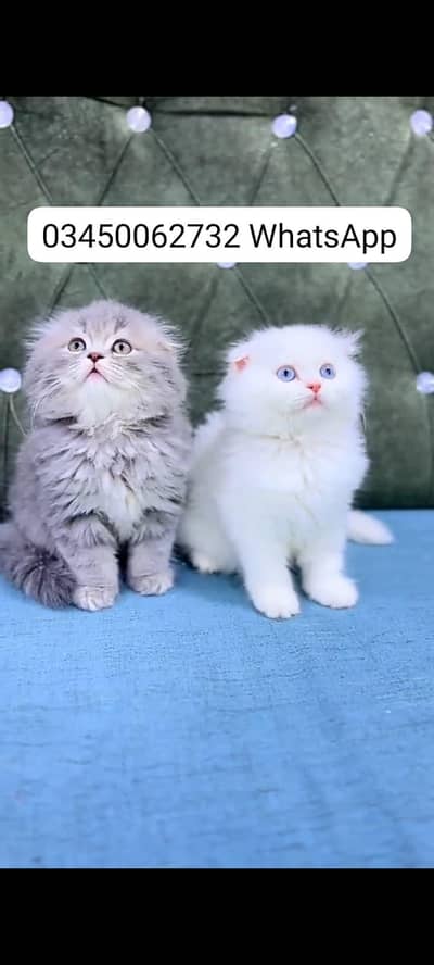 Quality Persian Punch face cat & kitten Male female Both available h