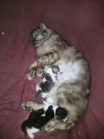 Grey Female With 2 Kittens