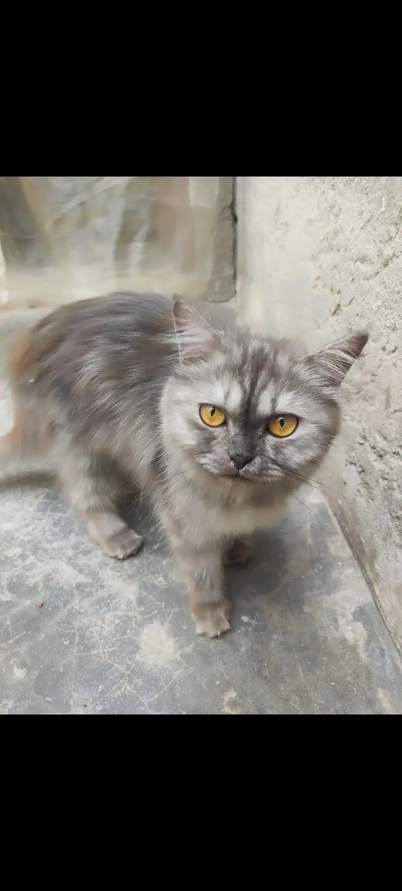 Grey Female With 2 Kittens — photo 2