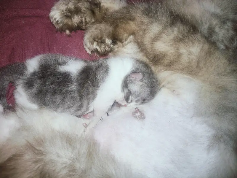 Grey Female With 2 Kittens — photo 3