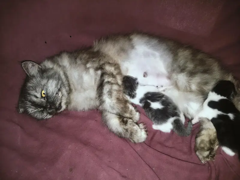 Grey Female With 2 Kittens — photo 4