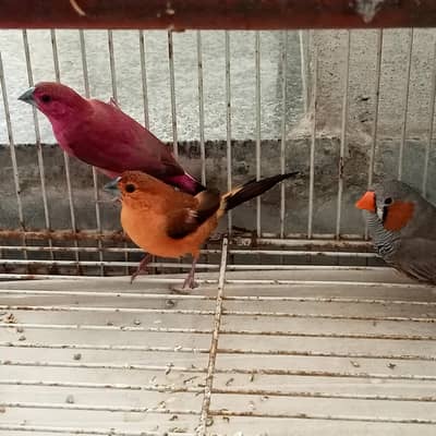 colour full and zebra finch pair for sale urgent location khurrainwala