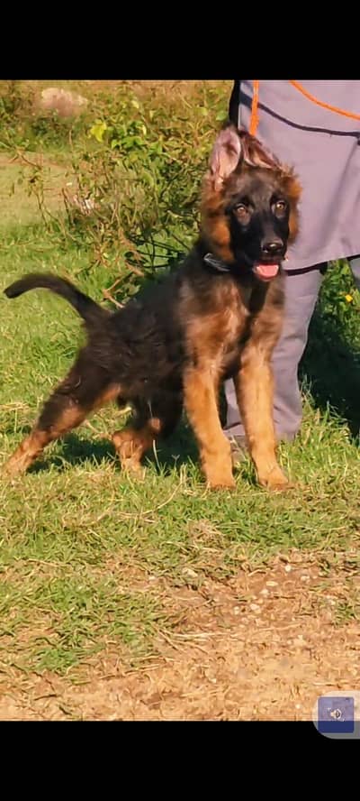 German Shepherd mail for sale available