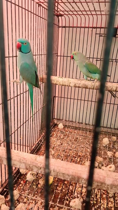 Colours Ringneck Breeder Pair