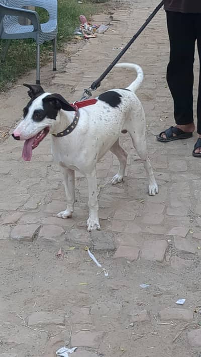 gultair dog