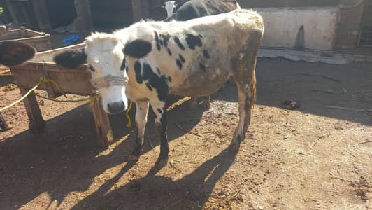 cow for sale