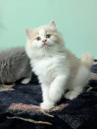 Persian kittens