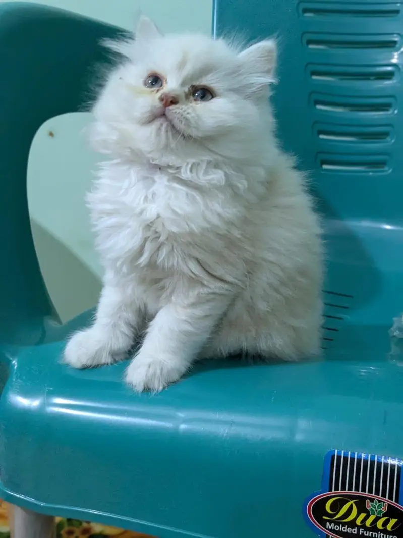 Persian kittens — photo 3