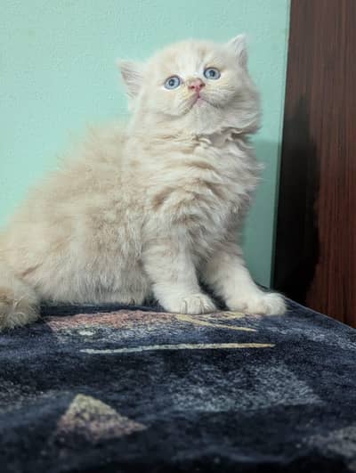Persian kittens | Triple Coated kittens