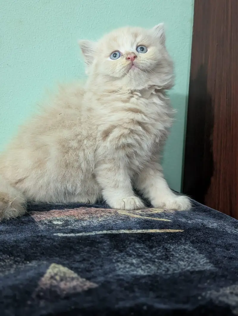 Persian kittens — photo 4