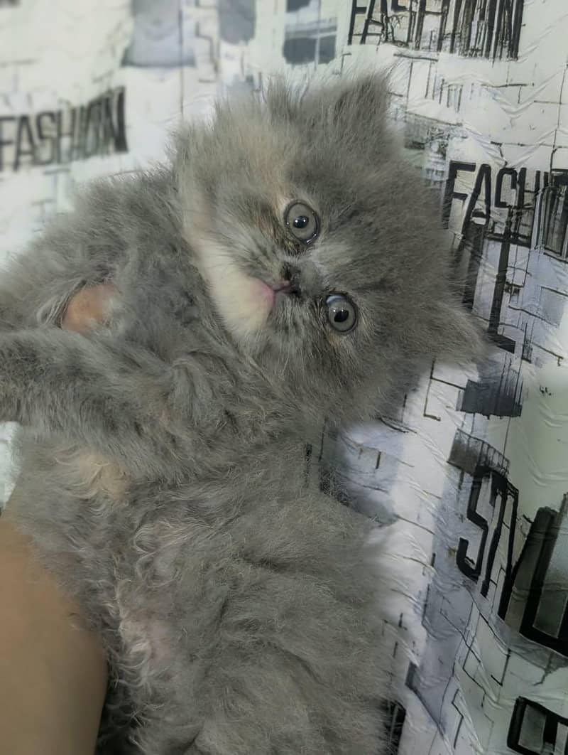 Persian kittens | Triple Coated kittens 1