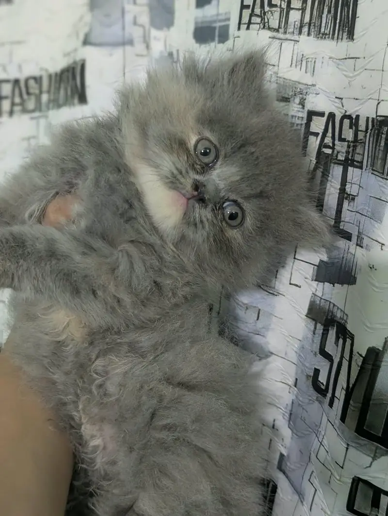Persian kittens — photo 5