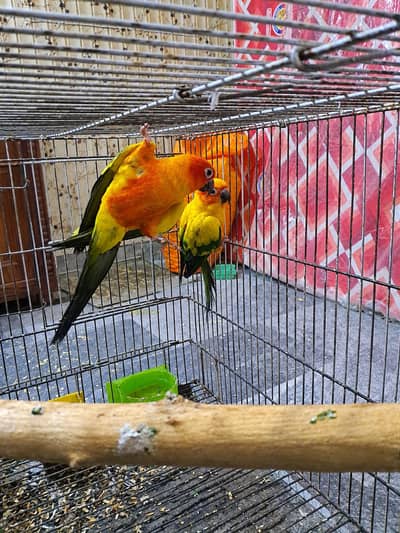 Suncnor breeder male and female with dna