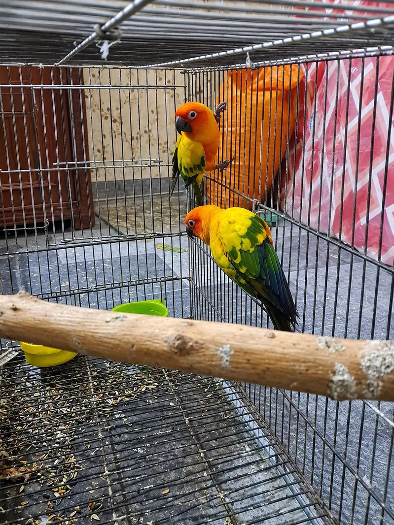 Suncnor breeder male and female with dna — photo 2