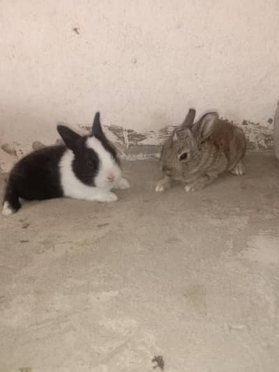 rabbit baby for sale 03224186572