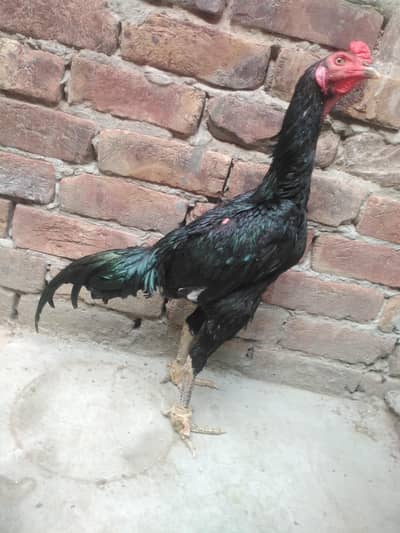 Thai patha age 6.5 Months complete