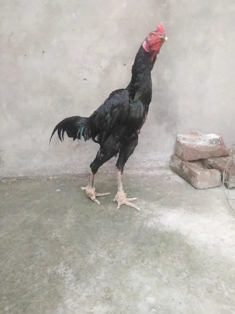 Thai patha age 6.5 Months complete — photo 4
