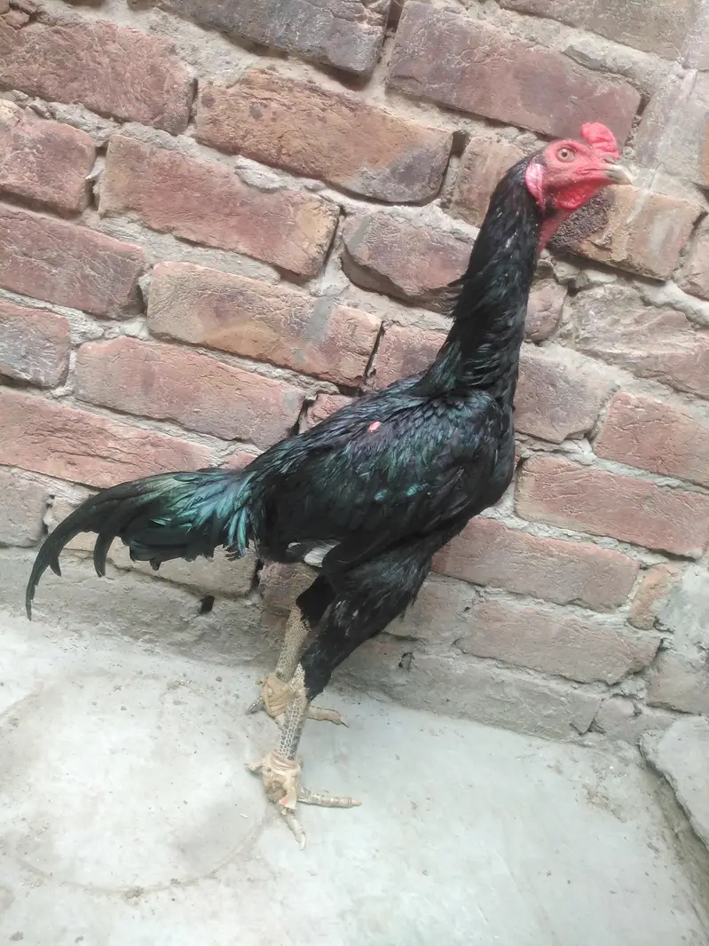 Thai patha age 6.5 Months complete — photo 6