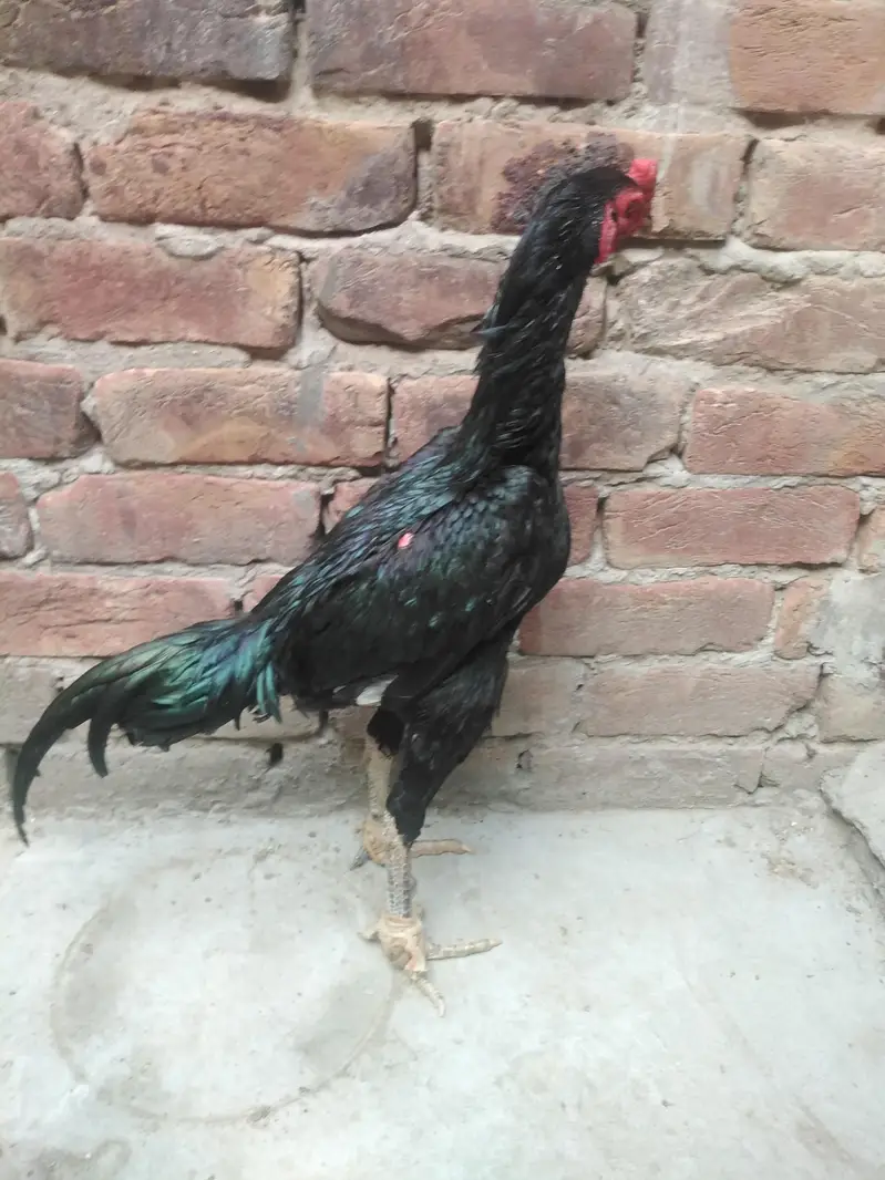 Thai patha age 6.5 Months complete — photo 7