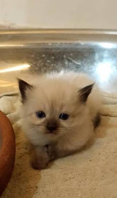 Persian kittens or cats available