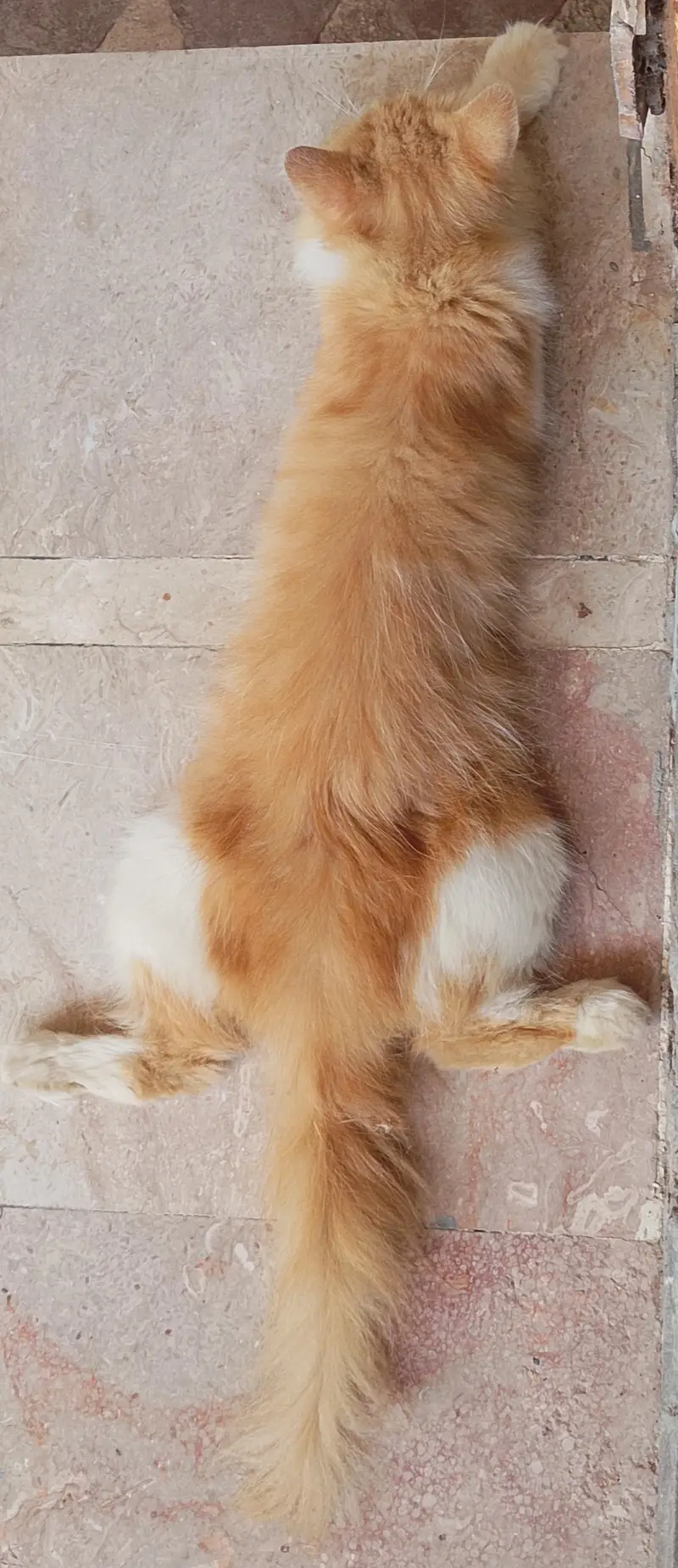 Persian kittens or cats available — photo 2