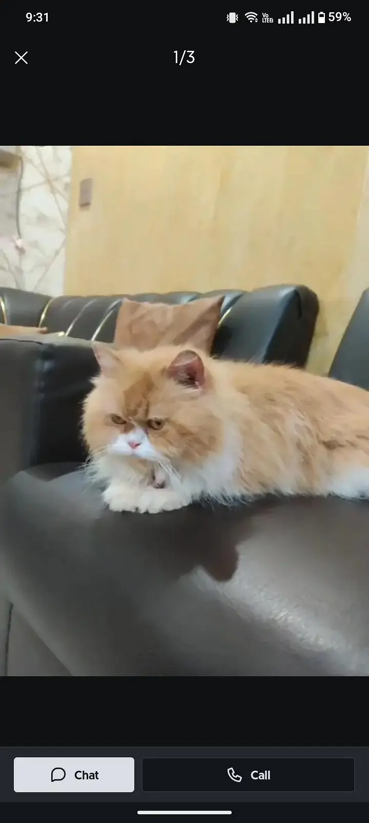 Persian kittens or cats available — photo 3