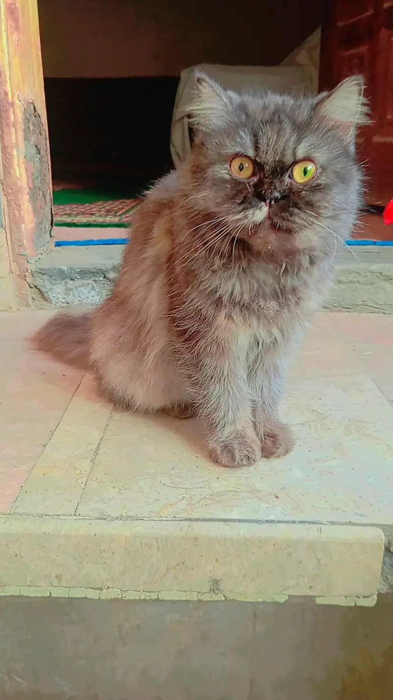 Persian kittens or cats available — photo 4