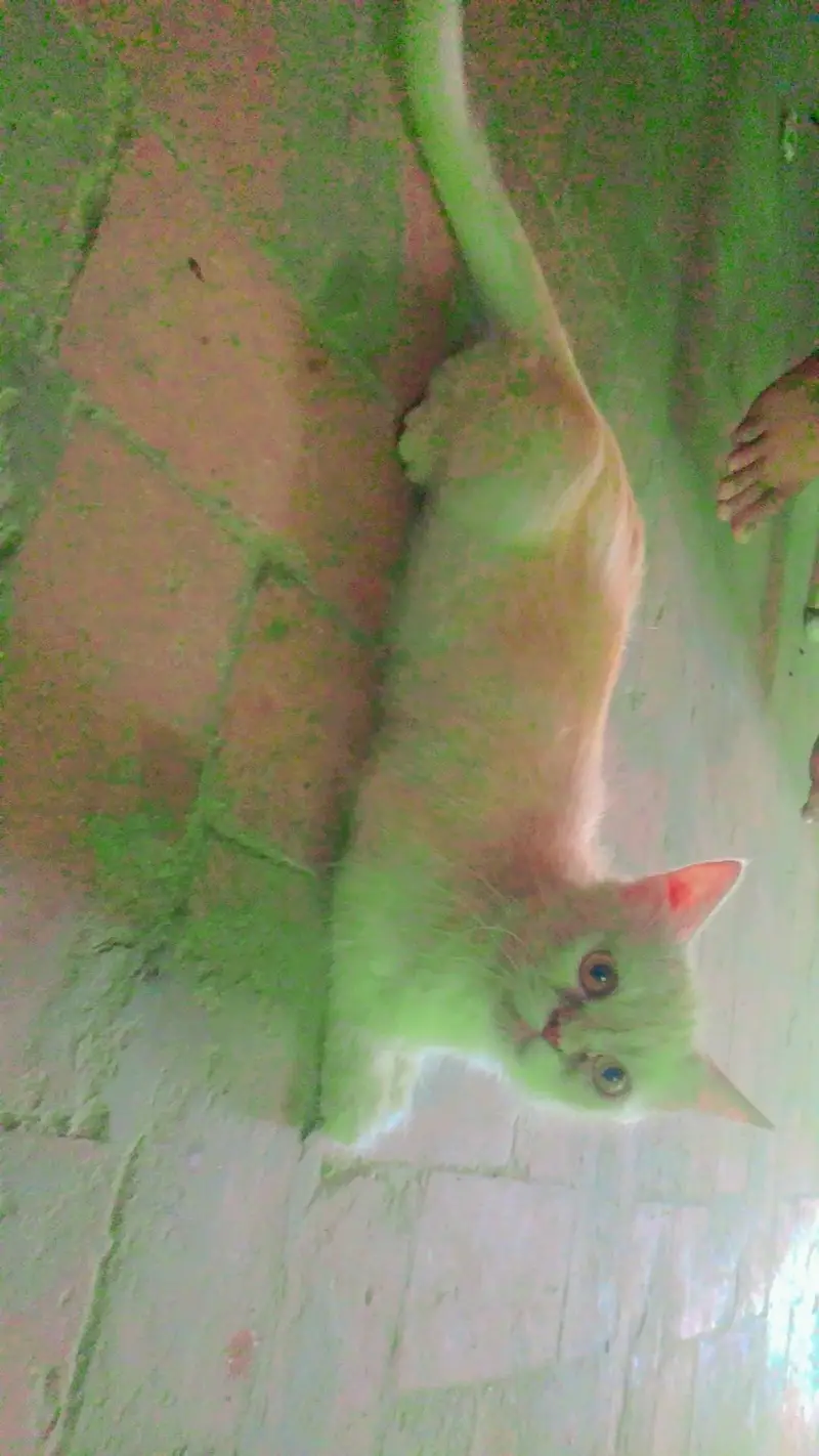 Persian kittens or cats available — photo 5