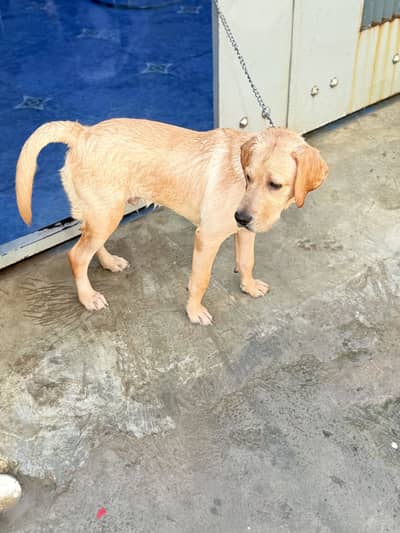 LABRADOR DOG FR SALE