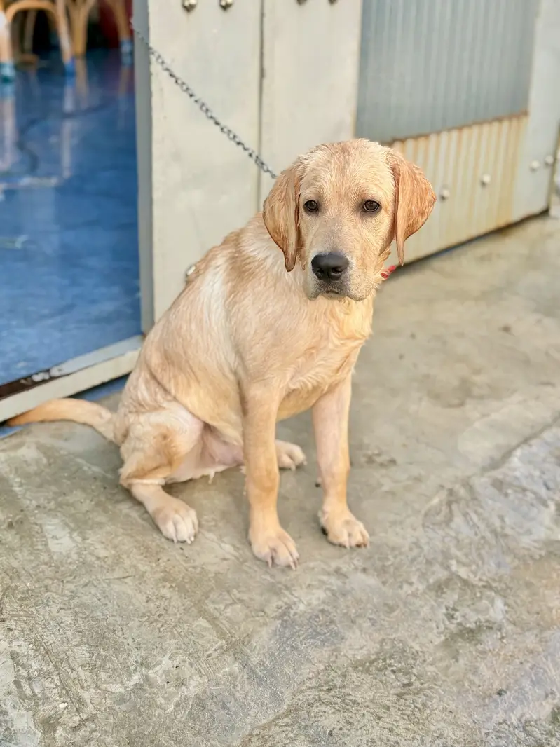 LABRADOR DOG FR SALE — photo 2
