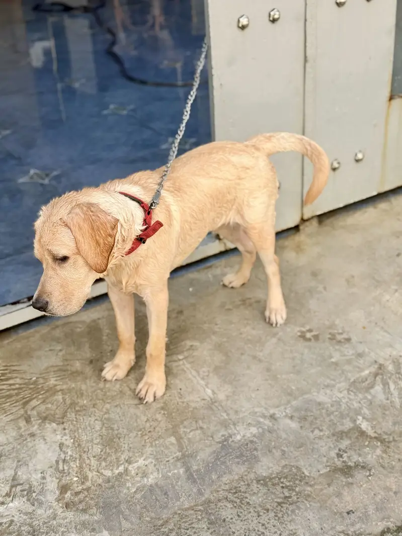 LABRADOR DOG FR SALE — photo 3
