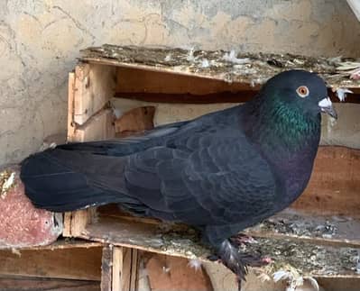 Homer Pigeon - Qasid Kabooter High Flyer