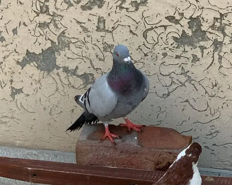 Homer Pigeon - Qasid Kabooter High Flyer — photo 2