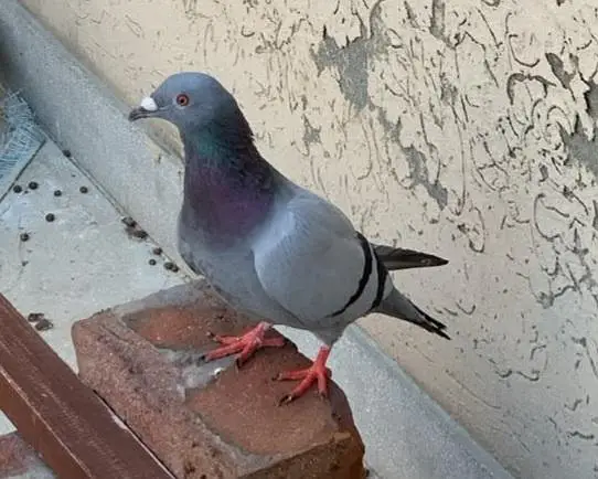 Homer Pigeon - Qasid Kabooter High Flyer — photo 3
