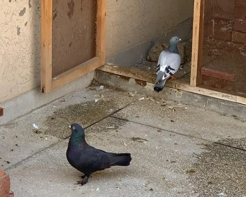 Homer Pigeon - Qasid Kabooter High Flyer — photo 4