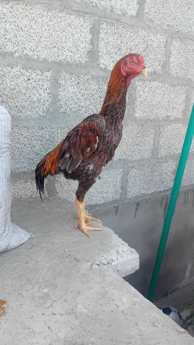 Big mianwali rooster heavy quality