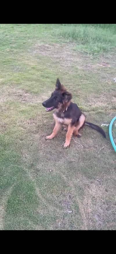 sale German Shepherd female puppy