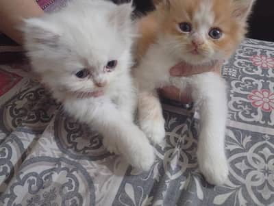 kittens sale