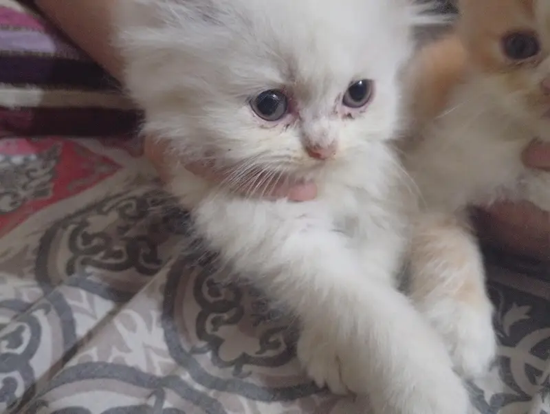 kittens sale — photo 2