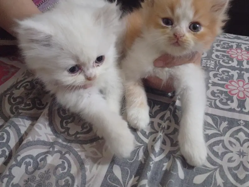 kittens sale — photo 3