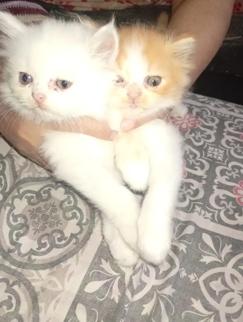 kittens sale — photo 4