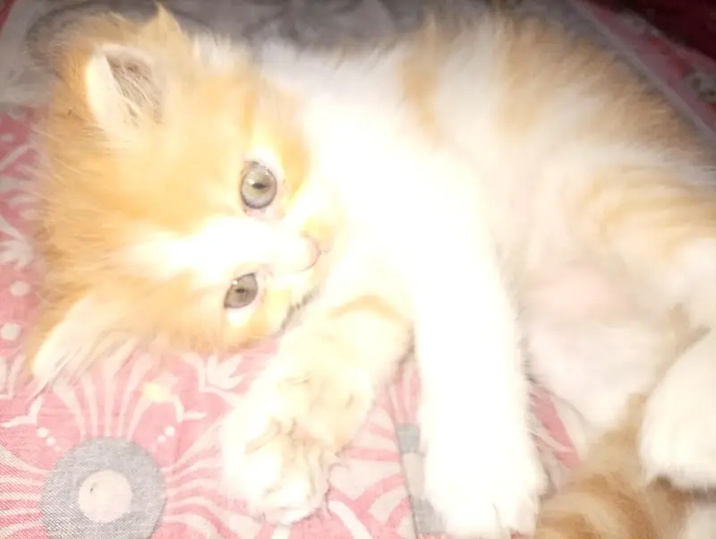 kittens sale — photo 5