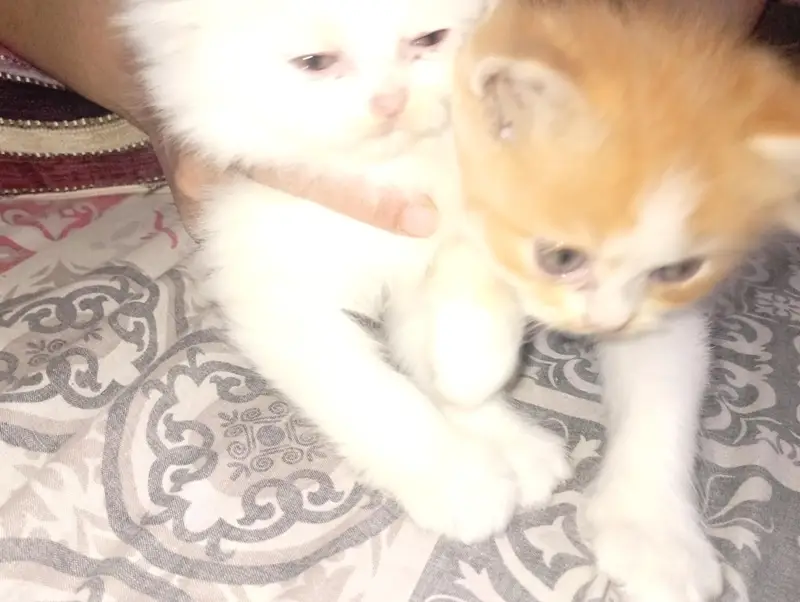 kittens sale — photo 6