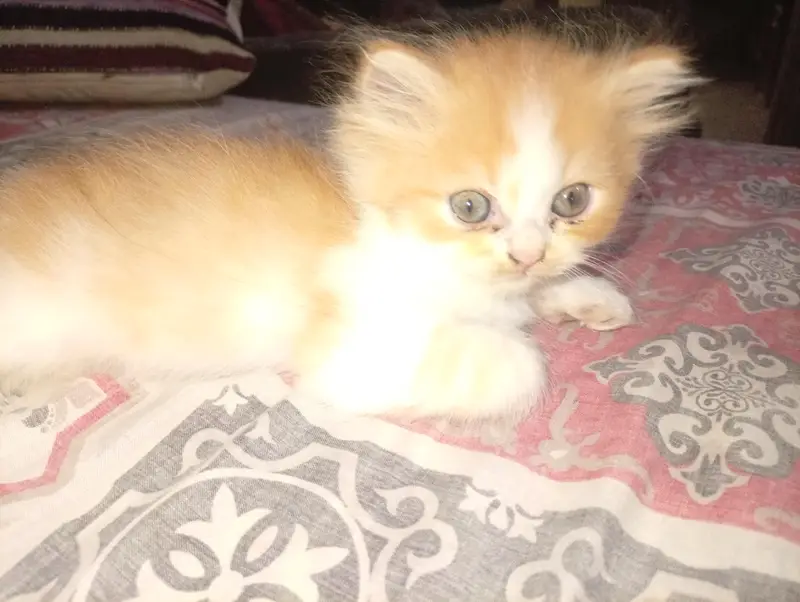 kittens sale — photo 7