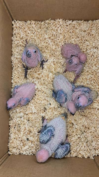 suncnor chicks