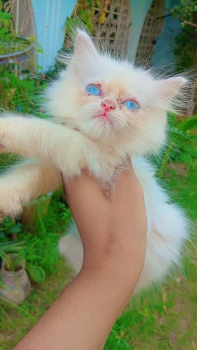 Persian kitten for sale
