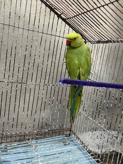 Lutino and ringneck parrot available