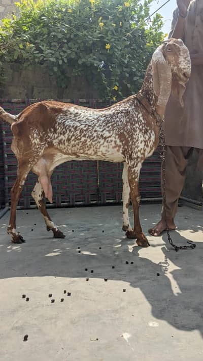 Makhi Cheni Bakri with Female kids.