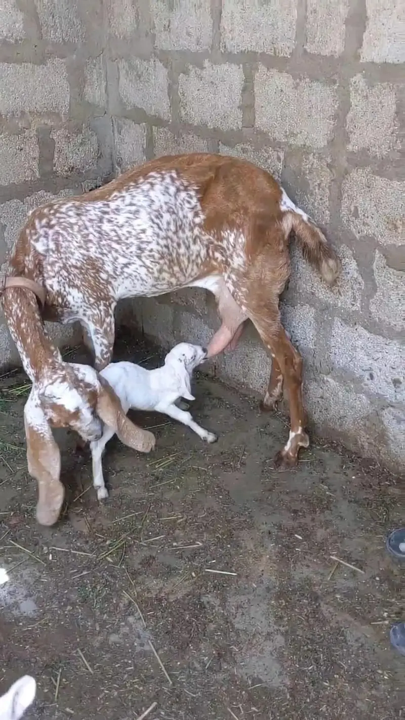 Makhi Cheni Bakri with Female kids. — photo 2